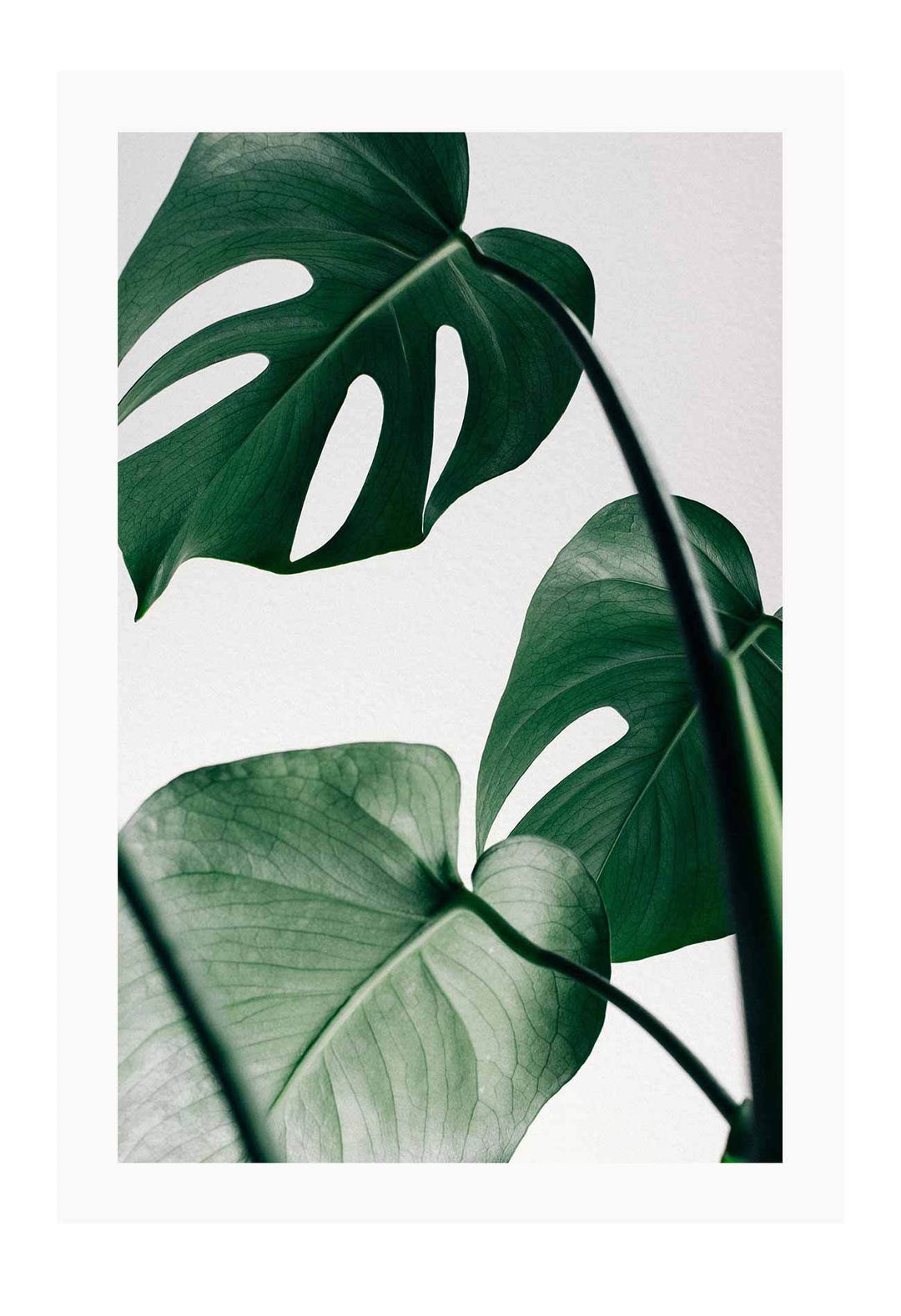 Canvas Print Monstera Leaf Monstera Leaf Framed Print Brand